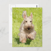 Carte Postale Scottie en roue libre (Devant / Derrière)
