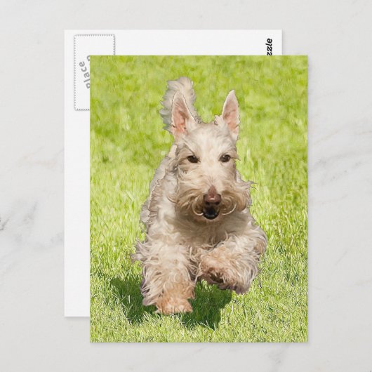 Carte Postale Scottie en roue libre (Devant / Derrière)