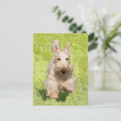Carte Postale Scottie roux courant librement (Debout devant)