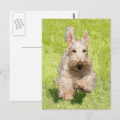 Carte Postale Scottie roux courant librement (Devant / Derrière)