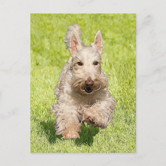 Carte Postale Scottie roux courant librement (Devant)