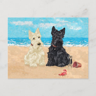 Carte Postale Scotties roux et noirs à la plage