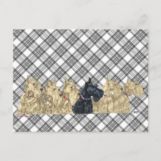Carte Postale Scotties Tout en Rangée (Devant)