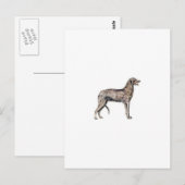 Carte Postale Scottish Deerhound (Devant / Derrière)