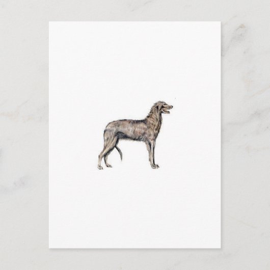 Carte Postale Scottish Deerhound (Devant)