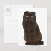 Carte Postale Scottish Fold (18 mois) assis (Devant / Derrière)