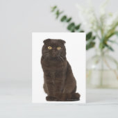 Carte Postale Scottish Fold (18 mois) assis (Debout devant)