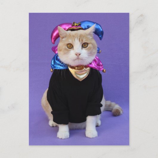 Carte Postale Scottish Fold Jester (Devant)
