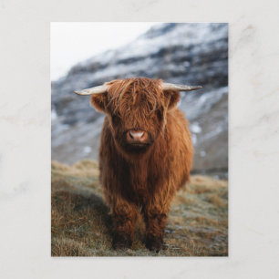 Carte postale Scottish Highland Calf