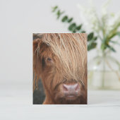 Carte Postale Scottish Highland Cows - Scotland (Debout devant)
