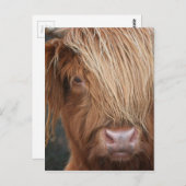 Carte Postale Scottish Highland Cows - Scotland (Devant / Derrière)