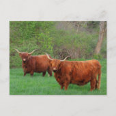 Carte postale Scottish Highland Steer (Devant)