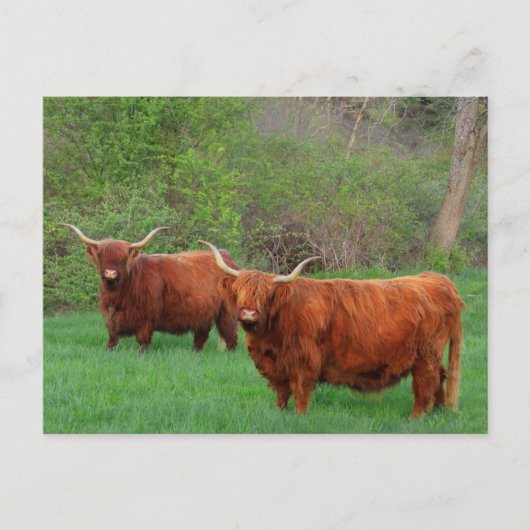 Carte postale Scottish Highland Steer (Devant)