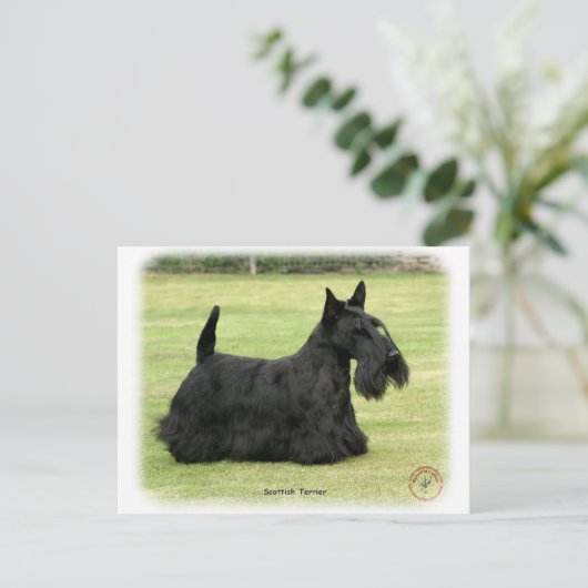 Carte Postale Scottish Terrier (Debout devant)