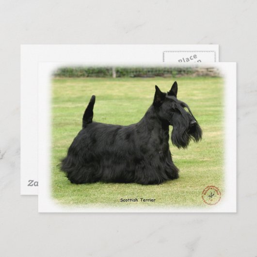 Carte Postale Scottish Terrier (Devant / Derrière)