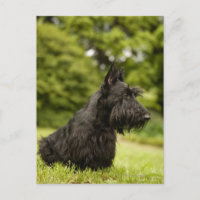 Scottish Terrier