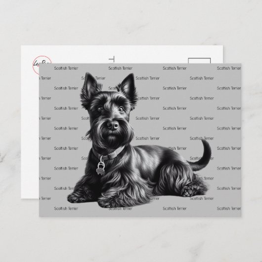 Carte Postale Scottish Terrier à (Devant / Derrière)