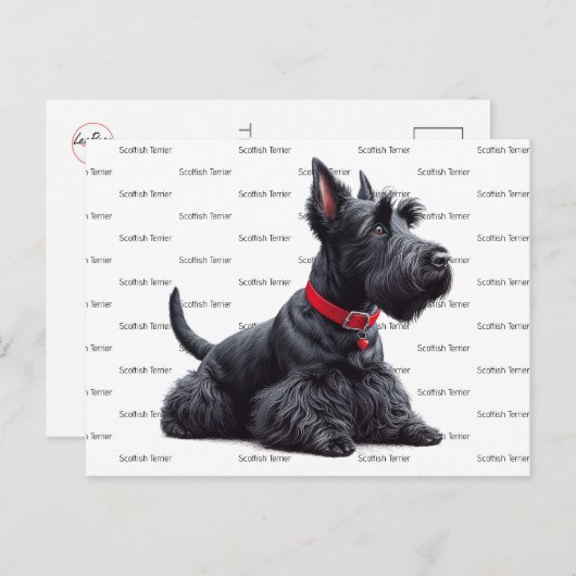 Carte Postale Scottish Terrier à (Devant / Derrière)