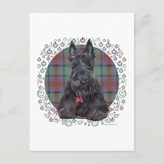 Carte Postale Scottish terrier on tartan (Devant)