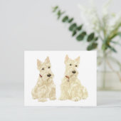 Carte Postale Scottish Terriers Blé (Debout devant)