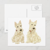Carte Postale Scottish Terriers Blé (Devant / Derrière)