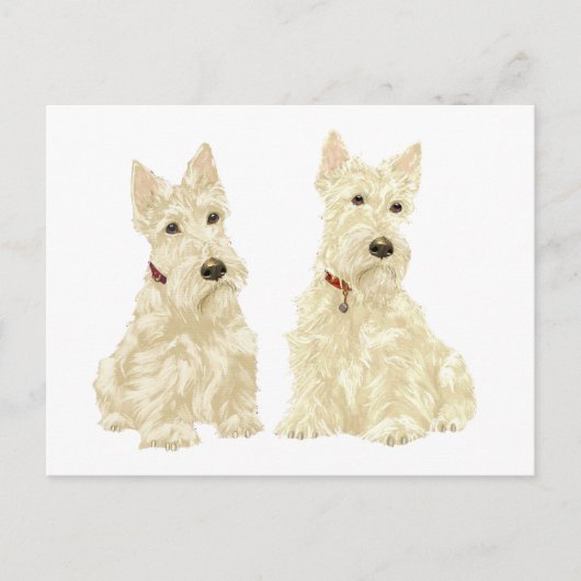 Carte Postale Scottish Terriers Blé (Devant)