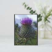 Carte Postale Scottish Thistle Fine Art Photographie (Debout devant)
