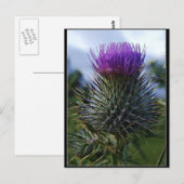 Carte Postale Scottish Thistle Fine Art Photographie (Devant / Derrière)