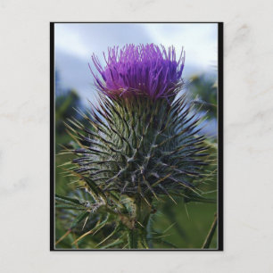 Carte Postale Scottish Thistle Fine Art Photographie