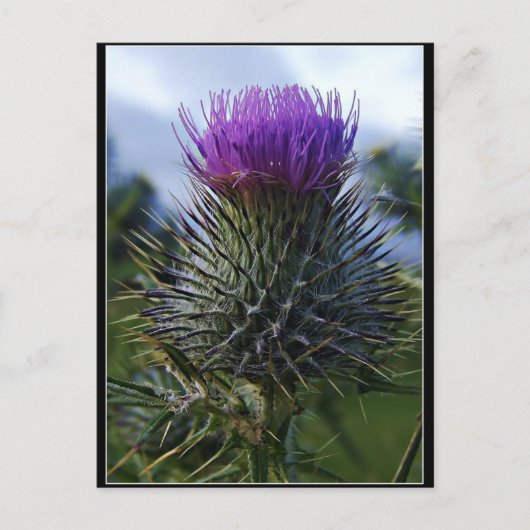 Carte Postale Scottish Thistle Fine Art Photographie (Devant)