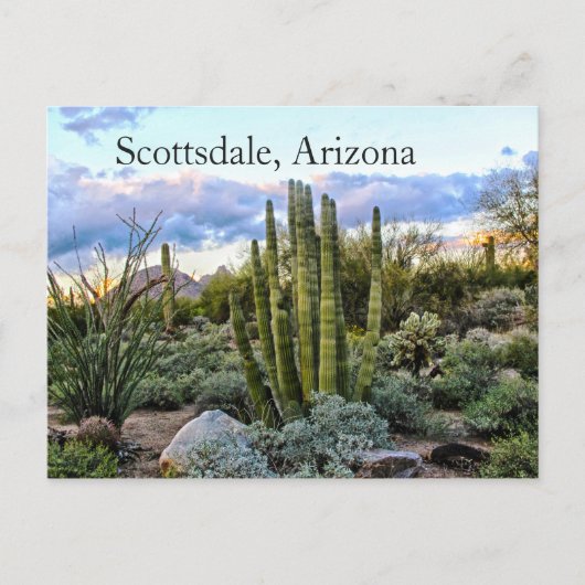 Carte Postale Scottsdale Succulent Sunset (Devant)