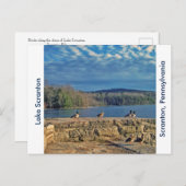 Carte Postale Scranton PA-Lake Scranton Post Card-Ducks (Devant / Derrière)