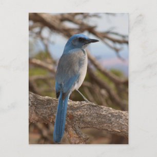 Carte Postale Scrub Jay