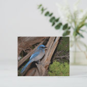 Carte Postale Scrub Jay (Debout devant)
