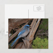 Carte Postale Scrub Jay (Devant / Derrière)