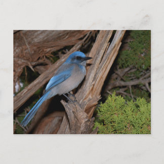 Carte Postale Scrub Jay