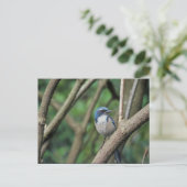Carte Postale Scrub Jay, Ouest (Debout devant)