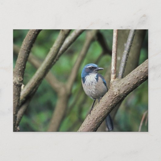 Carte Postale Scrub Jay, Ouest (Devant)