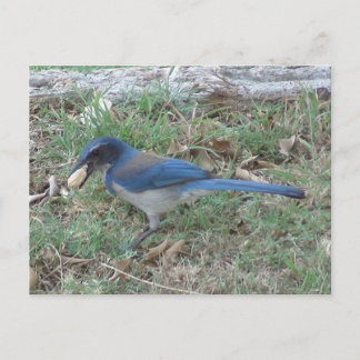 Carte Postale Scrub Jay trouve une cacahuète