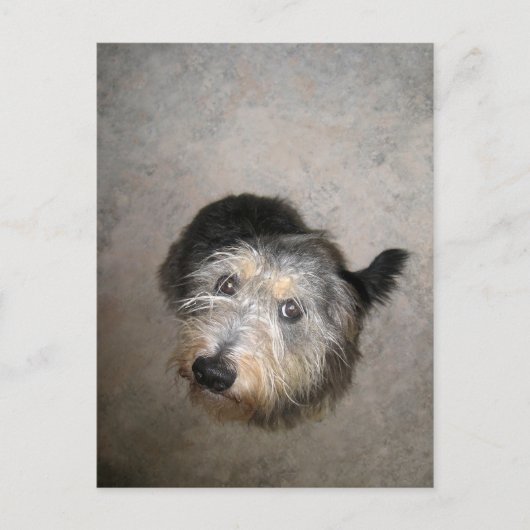Carte Postale Scruffy mignon chien (Devant)