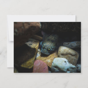 Carte Postale Sculpture sur quelques rochers