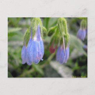 Carte Postale Scutellaire à