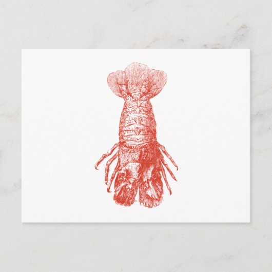 Carte Postale Scyllarus Arctus vintage (Devant)