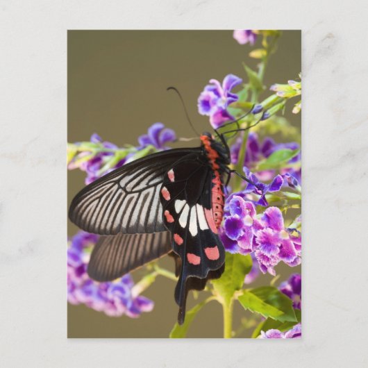 Carte Postale SE Asie, Thaïlande, Doi Inthanon, Papilio (Devant)