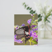 Carte Postale SE Asie, Thaïlande, Doi Inthanon, Papilio (Debout devant)