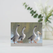 Carte postale - Se promener à Lakeside (Debout devant)