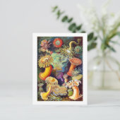 Carte Postale Sea Anemones Ernst Haeckel Art (Debout devant)