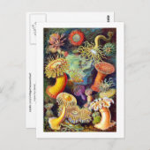 Carte Postale Sea Anemones Ernst Haeckel Art (Devant / Derrière)
