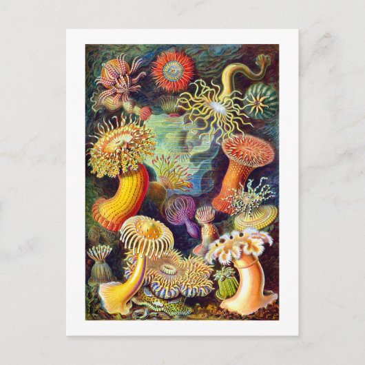 Carte Postale Sea Anemones Ernst Haeckel Art (Devant)