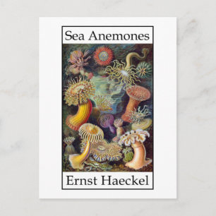 Carte Postale Sea Anemones par Ernst Haeckel